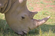 A portrait of the white rhinoceros, white rhino or square-lipped rhinoceros (Ceratotherium simum in Latin)