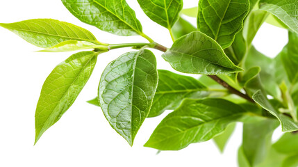 Wall Mural - close - up of fresh green leaves on isolated background