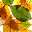 close - up of vibrant tree leaves on isolated background
