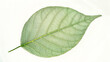 close - up shot of green leaf veins on isolated background