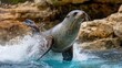 A seal playfully flipping and splashing in a pool of water, its joyful antics captured in a lively setting.