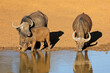 African of Cape buffaloes (Syncerus caffer) drinking at a waterhole, Mokala National Park, South Africa.