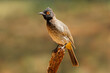 An African red-eyed bulbul (Pycnonotus nigricans) perched on a branch, South Africa.