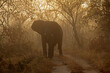 An African elephant (Loxodonta africana) in mist at sunrise, South Africa.