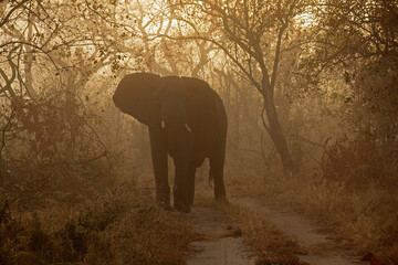 Sticker - An African elephant (Loxodonta africana) in mist at sunrise, South Africa.