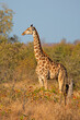 A giraffe (Giraffa camelopardalis) in natural habitat, Kruger National Park, South Africa.