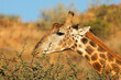 Portrait of a giraffe (Giraffa camelopardalis) feeding on a tree, Mokala National Park, South Africa.