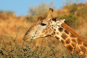 Canvas Print - Portrait of a giraffe (Giraffa camelopardalis) feeding on a tree, Mokala National Park, South Africa.