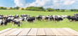 Empty wooden table and meadow of grazing cows background. Summer day