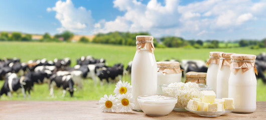 Sticker - Dairy products. Bottle of milk, cottage cheese, yogurt, butter on a wooden table on meadow with grazing cows background