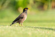 Common myna bird walking on green grass in a park. Acridotheres tristis