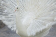 white peacock with open tail feathers