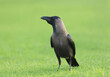 House crow standing on green grass in a park. Corvus splendens