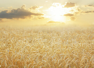 Wall Mural - Ripening wheat ears on sunset time. Field of wheat