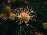 Fototapeta  - Grevillea flower