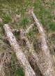 712-20 Grass Logs