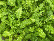 Green fern leaves forming a beautiful texture pattern background
