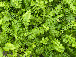 Wall Mural - Green fern leaves forming a beautiful texture pattern background
