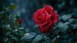 Close-up of red rose, AI generated image.