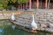 Pair of mute geese in at the pond in the Renmin park in Tianjin, China