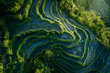Minimalist aerial view capturing the terraced patterns of rice paddies on a mountainside, with their stepped arrangement and geometric shapes creating a harmonious minimalist composition