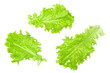 Salad leaf. green lettuce isolated on white background. clipping path