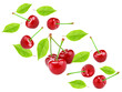 red cherry isolated on white background. clipping path