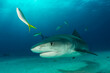 Underwater portrait of reef shark, Tiger Beach, Bahamas
