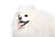 Portrait of a Pomeranian Spitz, side view, isolated on a white background