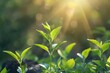 Closeup of young green saplings bathed in sunlight symbolizing environmental care. Concept Nature Photography, Green Saplings, Sunlight, Environmental Care, Closeup Shots