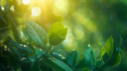 Wall Mural - Blurred abstract green leaves and trees in the forest with summer sunlight in spring. Sunlight on the green leafy herbs in the ecosystem