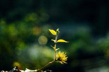 Sticker - Young leaves and morning light in spring