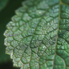 Wall Mural - macro close - up of green leaf structure on a plant