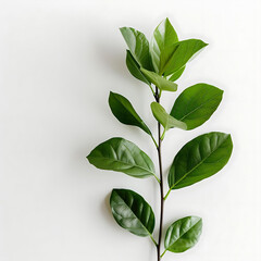 Wall Mural - freshness concept with green foliage on isolated background