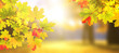 Calm fall season. Maple tree leaves on sunny beautiful nature autumn landscape. Horizontal autumn banner with  Maple leaf of red, green and yellow color