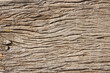Horizontal or vertical natural background with tree bark texture. Close-up tree trunk texture of light brown color