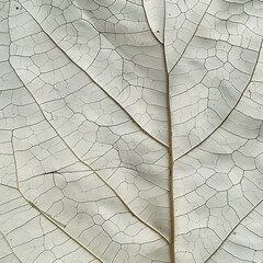 Wall Mural - minimalistic close - up of leaf texture on a isolated background