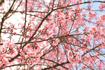 Wall Mural - Phaya suae flower or sakura flower in Thailand