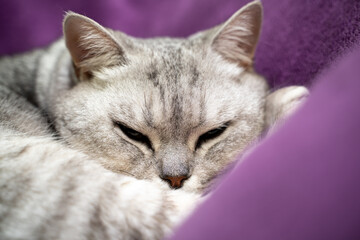 Wall Mural - scottish straight cat is sleeping. Close-up of a sleeping cat muzzle, eyes closed. Against the background of a purple blanket. Favorite Pets, cat food.