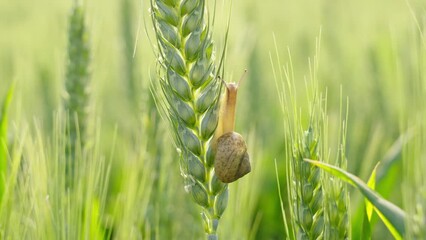 Wall Mural - Snail is crawling in the wheat. Ears of green wheat close up. 