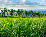 Fototapeta Młodzieżowe - green ananas plantation open air with green field with leaves and plants in pots on foreground and palm trees with beautiful blue cloudy sky above mountains on background