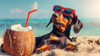 © john - cute dog of dachshund, black and tan, buried in the sand at the beach sea on summer vacation holidays, wearing red sunglasses with coconut cocktail