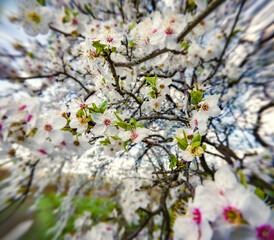 Sticker - Blooming cherry tree in the garden. Bright morning scene in April. Beautiful floral background. Anamorphic macro photography.