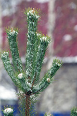 Wall Mural - A snow-covered pine branch with buds on a spring day