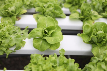 Field lettuce farm salad fresh garden.Plant organic green food in greenhouse ,Farmers hands holding fresh vegetables