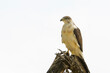 Augur buzzard (Buteo augur) perched in dead tree, Serengeti National Park, Tanzania.