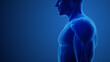 Deltoid Muscles with blue background