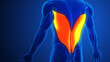 Latissimus Dorsi Muscles with blue background