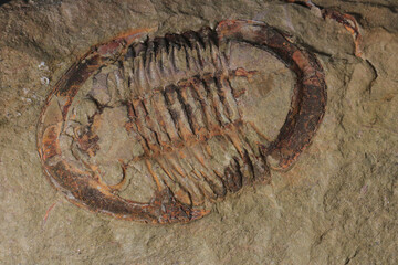 Wall Mural - nice trilobite fossil