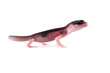 baby leopard gecko lizard isolated on white, eublepharis macularius